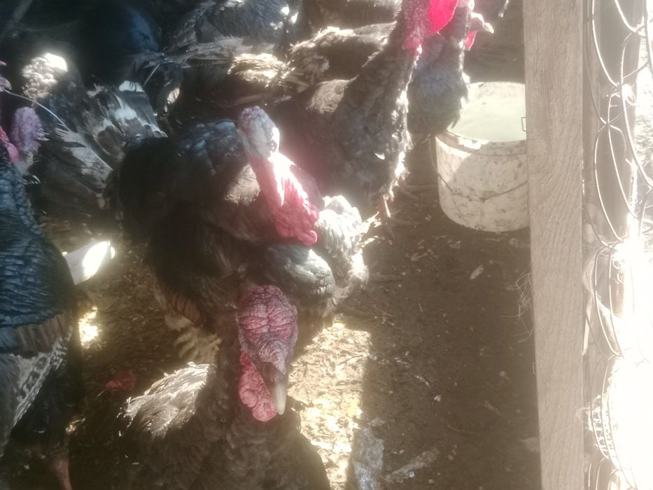 Индюков гибрид продам