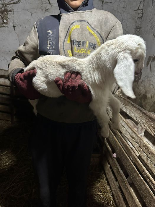 продаются козлята.