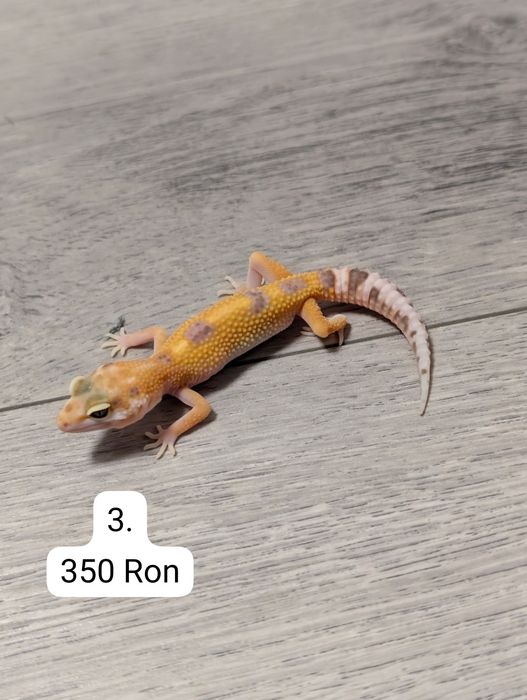 Soparla Gecko Leopard