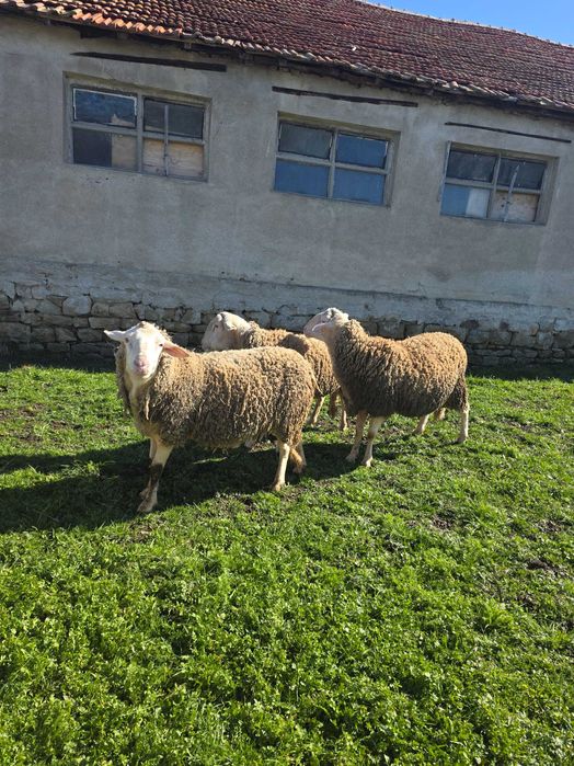 Продавам кочове Лакон