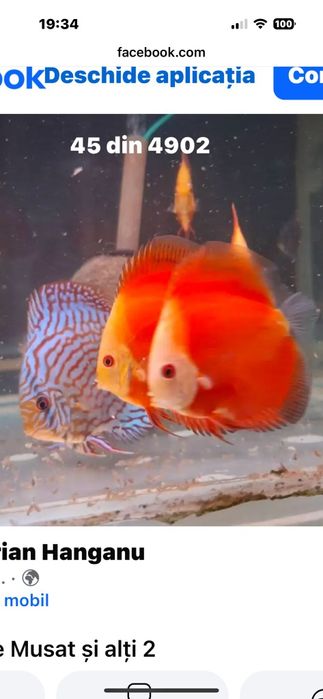 Crescatoria de discusi "Discusmaniac" Onesti