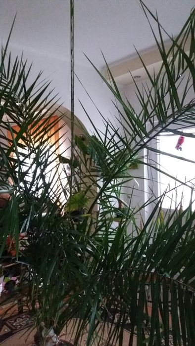 Plante exotice și de terase