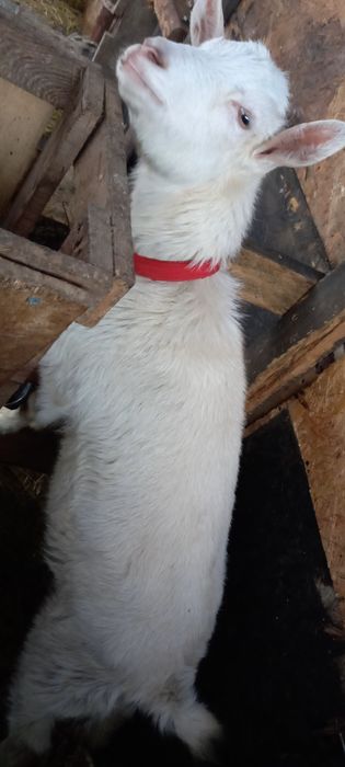 Iada sanen acuma în 14 face 1 an .