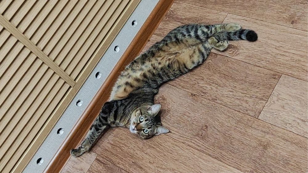 Дарю красивого котенка