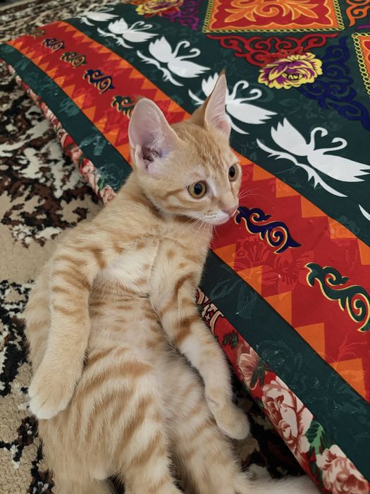 Отдам котенка в добрые руки