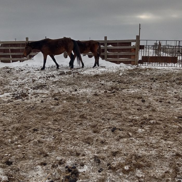 Бие сатылады буаз