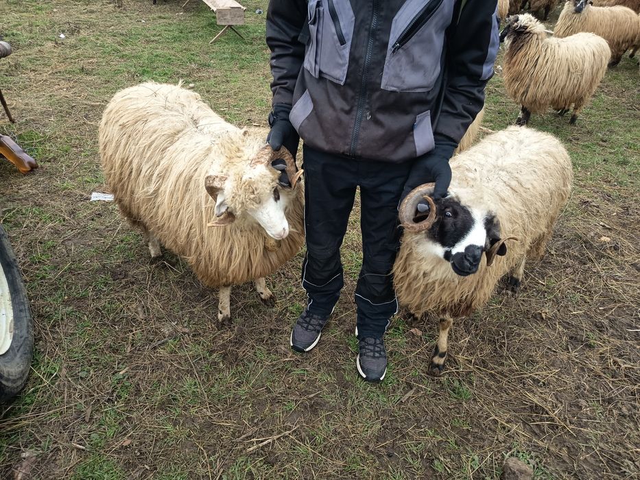 Vând 7 berbecuți cârlani