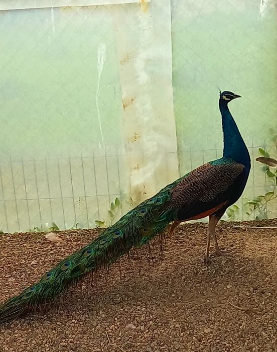 Mascul matur de paun Standard  !