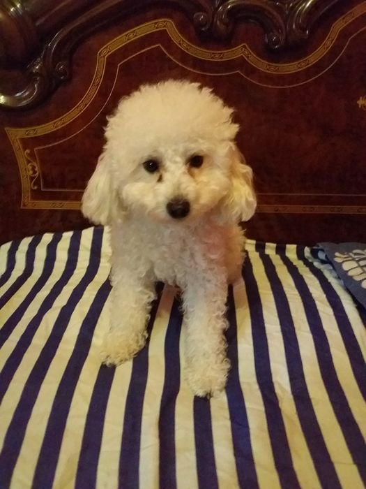 Продаётся той пудел