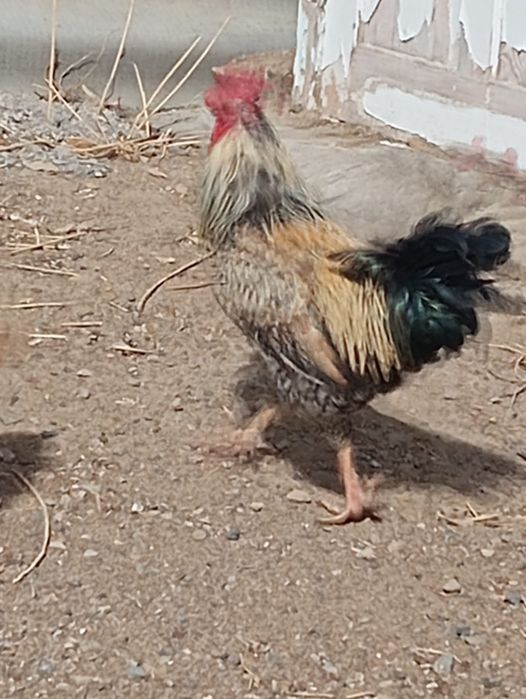 Петух годовалый.