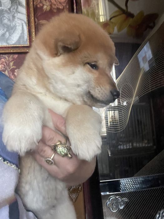 японские сибы разного окраса