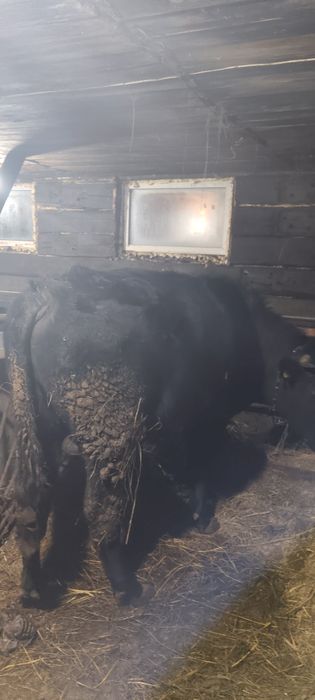 Продам бычка годовалого