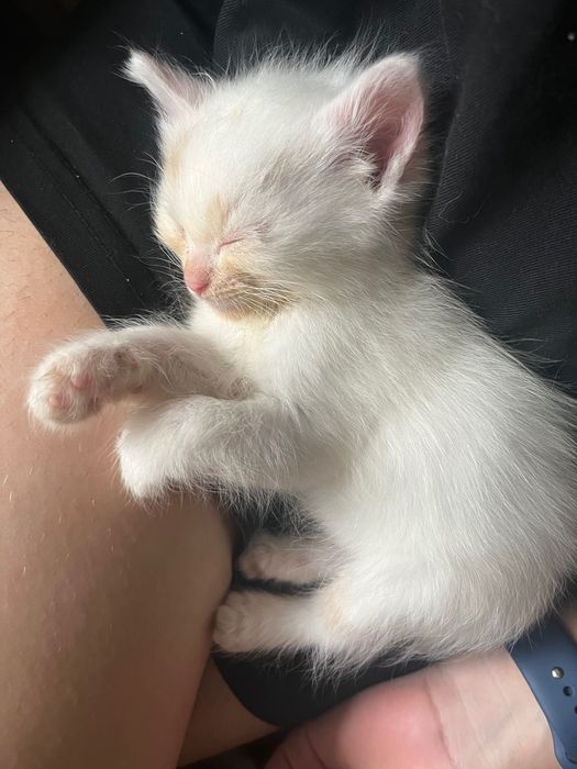 Отдам котят даром