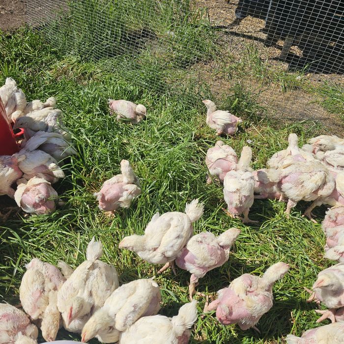 Продавам пилета бройлери