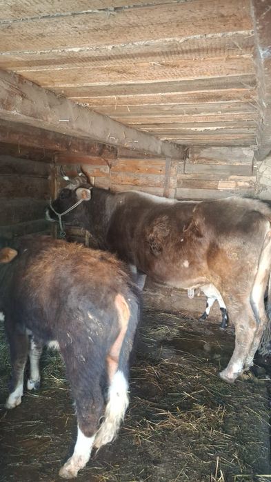 Продам корову большую 6 лет