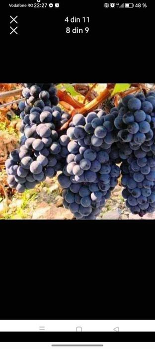 Vand Struguri de Vin