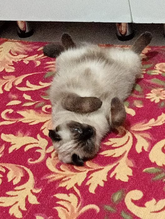 Продаю кошку от 50 до 70 тенге