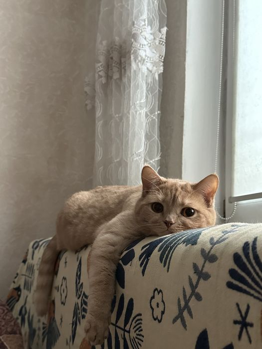 Ищем сердечного хозяина!