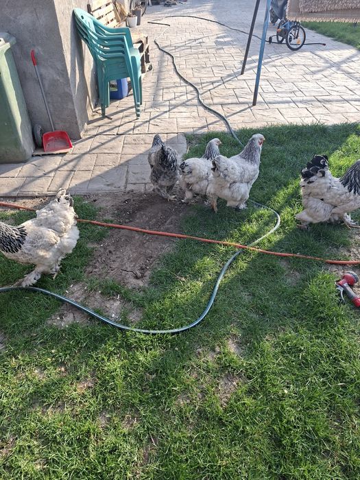 Brahma herminat deschis