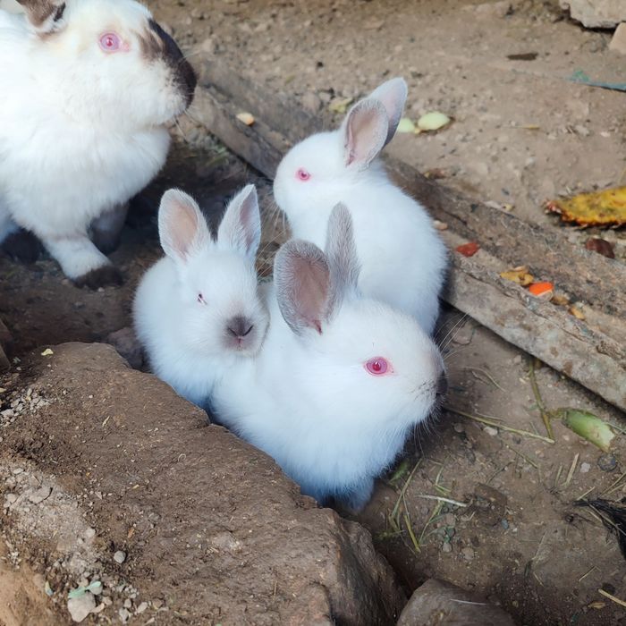 Kalif quyonlar sotiladi toza zot