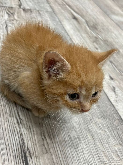 Отдаю котенка в добрые руки