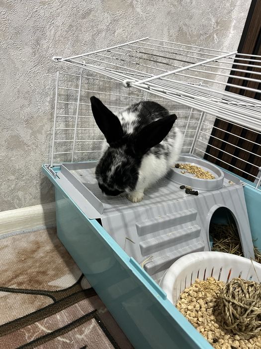 Кролик сур қоян.