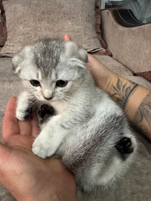 шиншилла серебро девочка