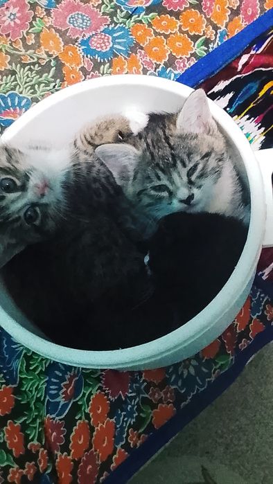 Домашние короткошёрстные котята, ласковые, игривые и милые