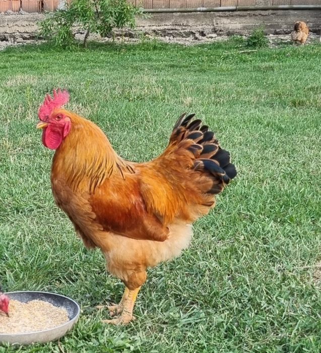 Vanf Coteț  , cocosi pitapinta, ,wyadotte,New hampshire  ameraucana,