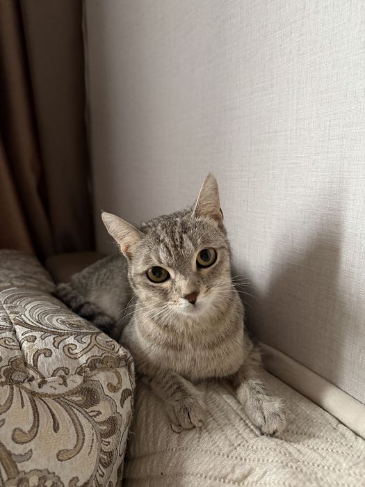 Шотландский кошка