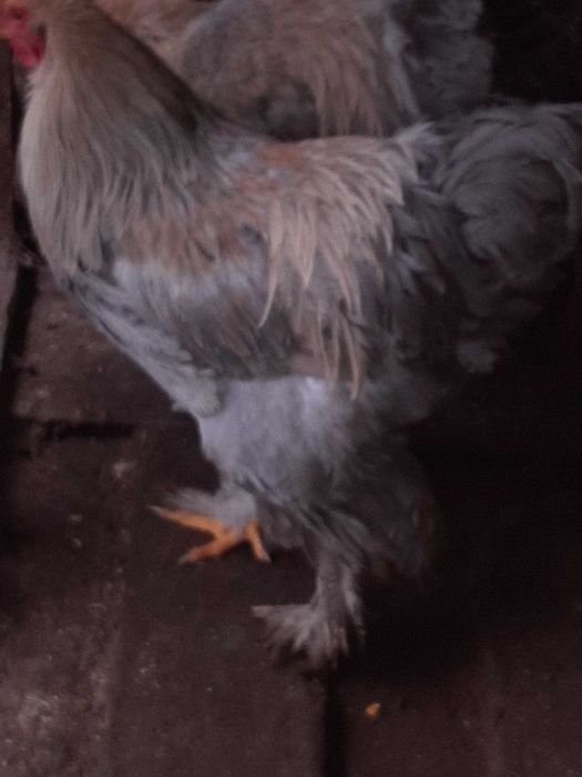 Cocoși brahma isabel perlat