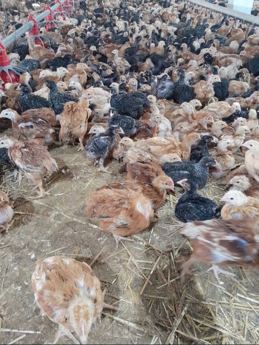 Pui diferite rase + rățuște Preț bun !!!