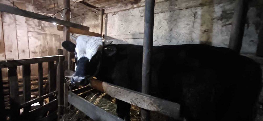 Продам  быка 1 год 3 месяца