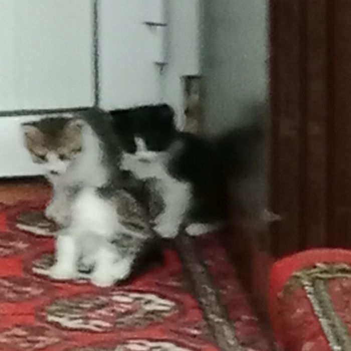 Mushuk bolalari hadya