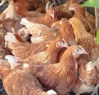 Ломан браун курица несушка