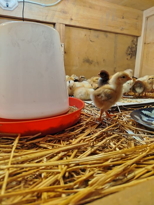 Mesni joʻjalar sotiladi