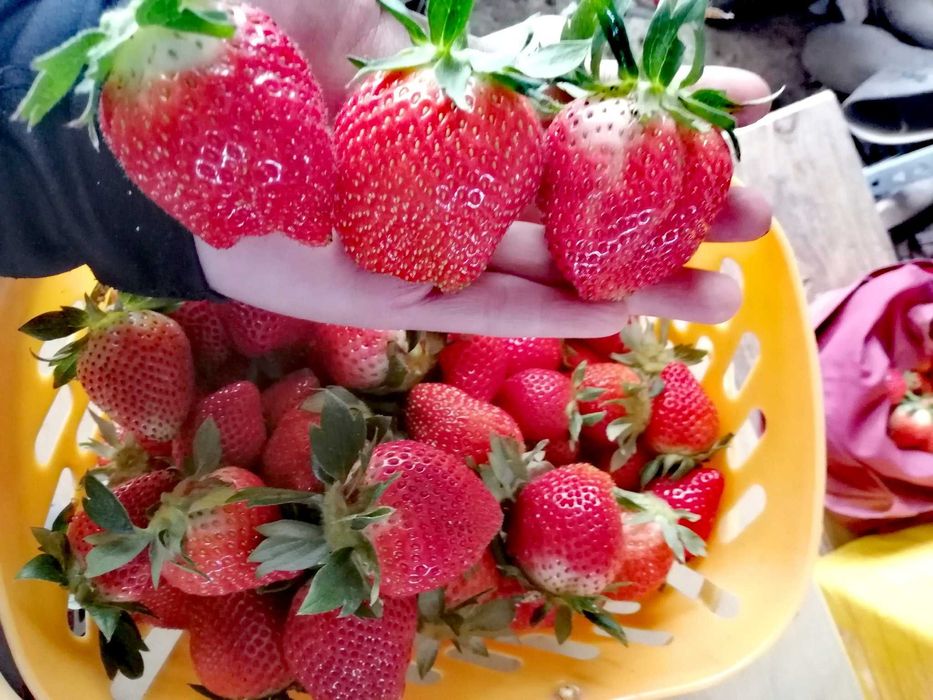 разсад За ягоди само сега при нас на промо цена 0.25 EUR