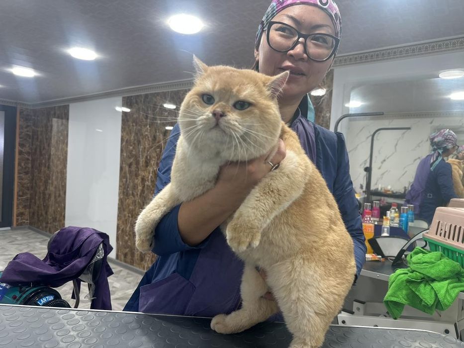 Британский парень.золотой