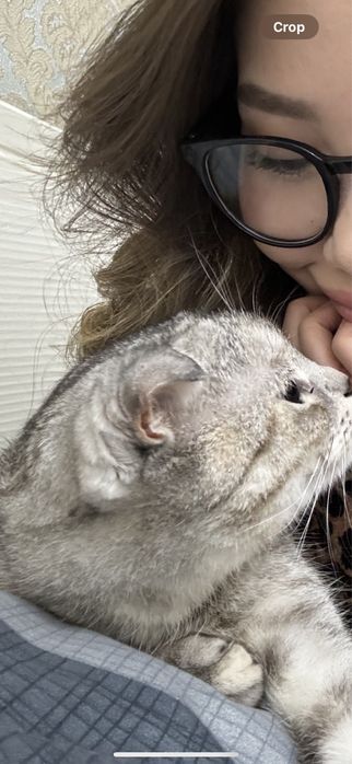 Отдам Кота бесплатно
