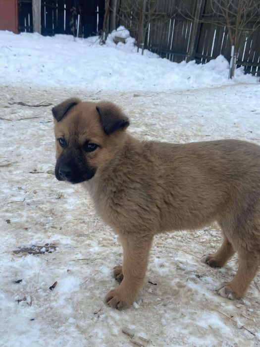 Ofer spre donatie catei