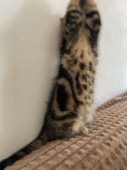 Продам котят породистых