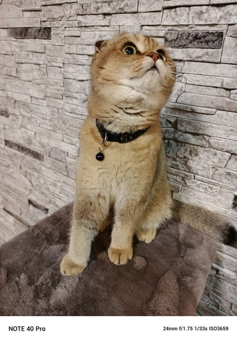 Продается  шатланский   катенок