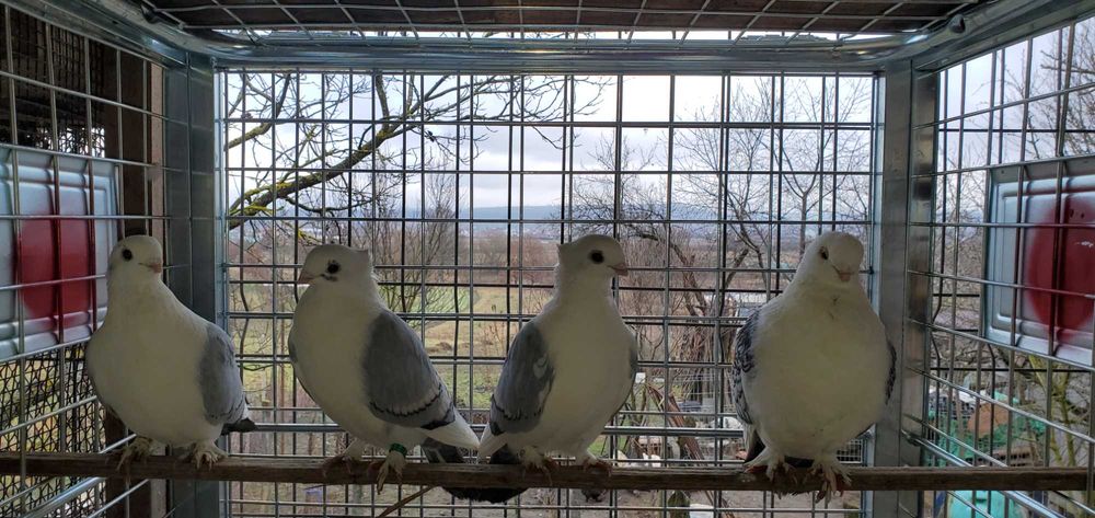 Pãsãri de curte,domestice