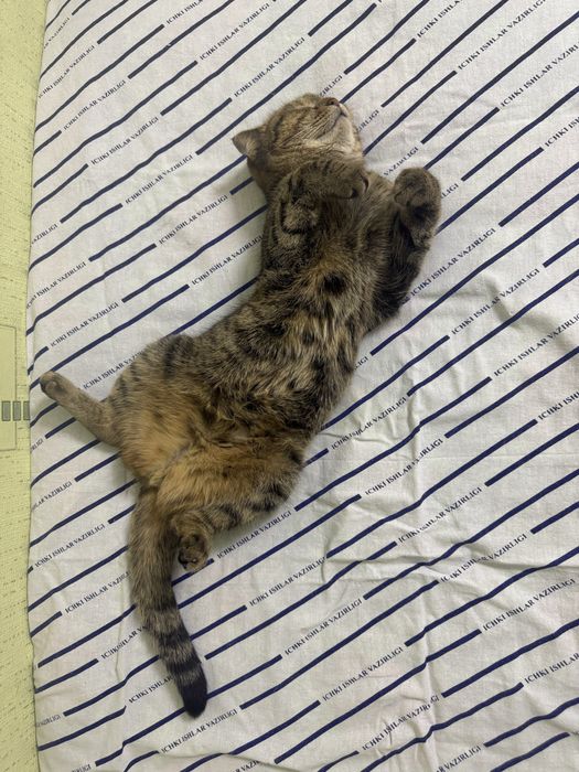 Scottish fold 6 ойли