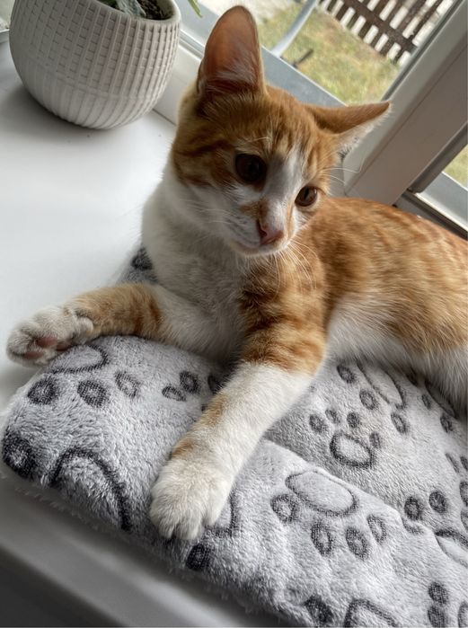 Котенок в добрые руки!