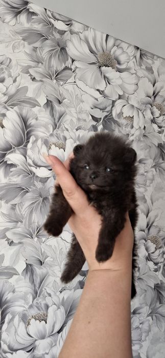 3 мальчика щеночка  мини шпица