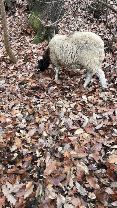 Berbecuț dorper și mieluță suffolk