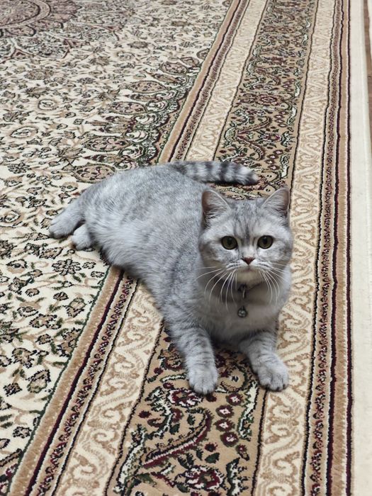 Mushuk urg'ochi 1.5 yosh Кошка скоттиш страйт 1.5 года