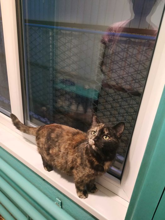 Кошечки в добрые руки