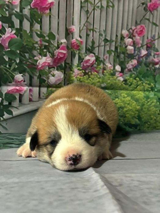 Померанский шпиц